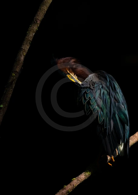 Best of the Birds 01