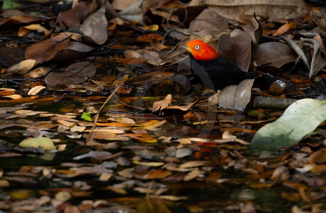 Best of the Birds 02