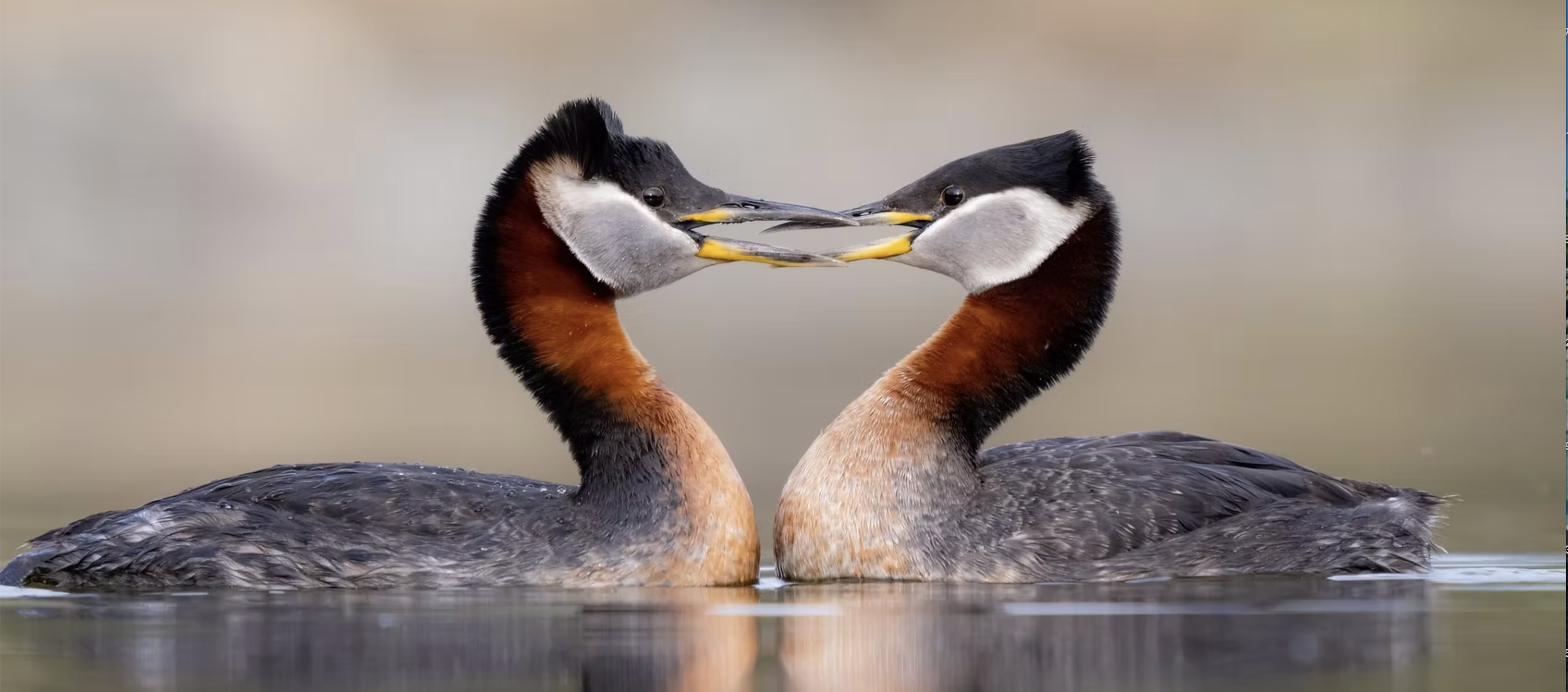 Wildlife photograph on water